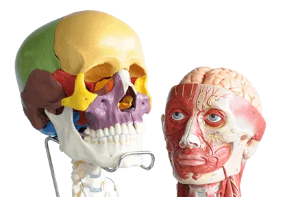 Medical Training Models Medical Training Models